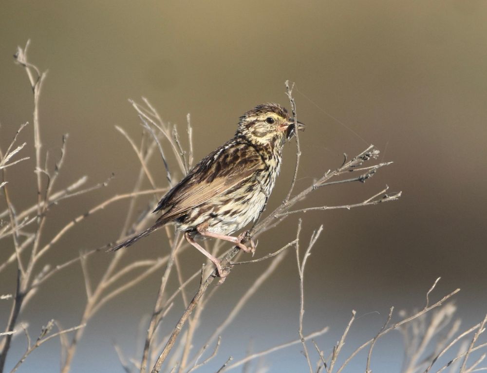 A small bird with mottled white, tan, land dark brown feathers perched on a bare twig, holding an insect in its beak 