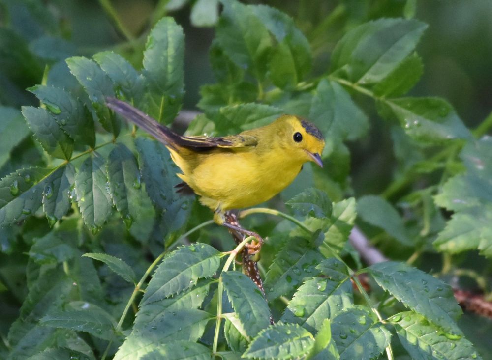 A small yellow bird with a black cap on a leafy branch 