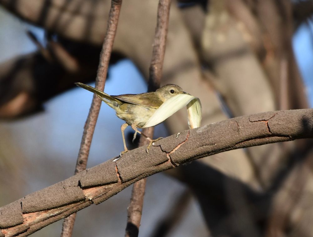 A small pale yellow and light brown bird carrying a huge leaf in her beak