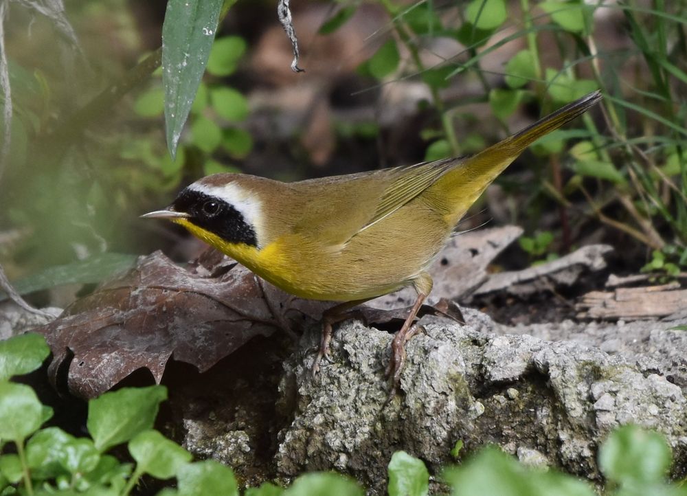 A tan and yellow bird with a striking black mask around the eyes