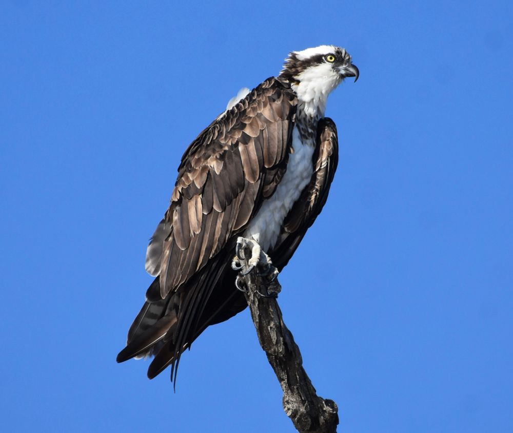 A large predatory bird with a curved beak and piercing yellow eyes perched on a bare branch against the sky 