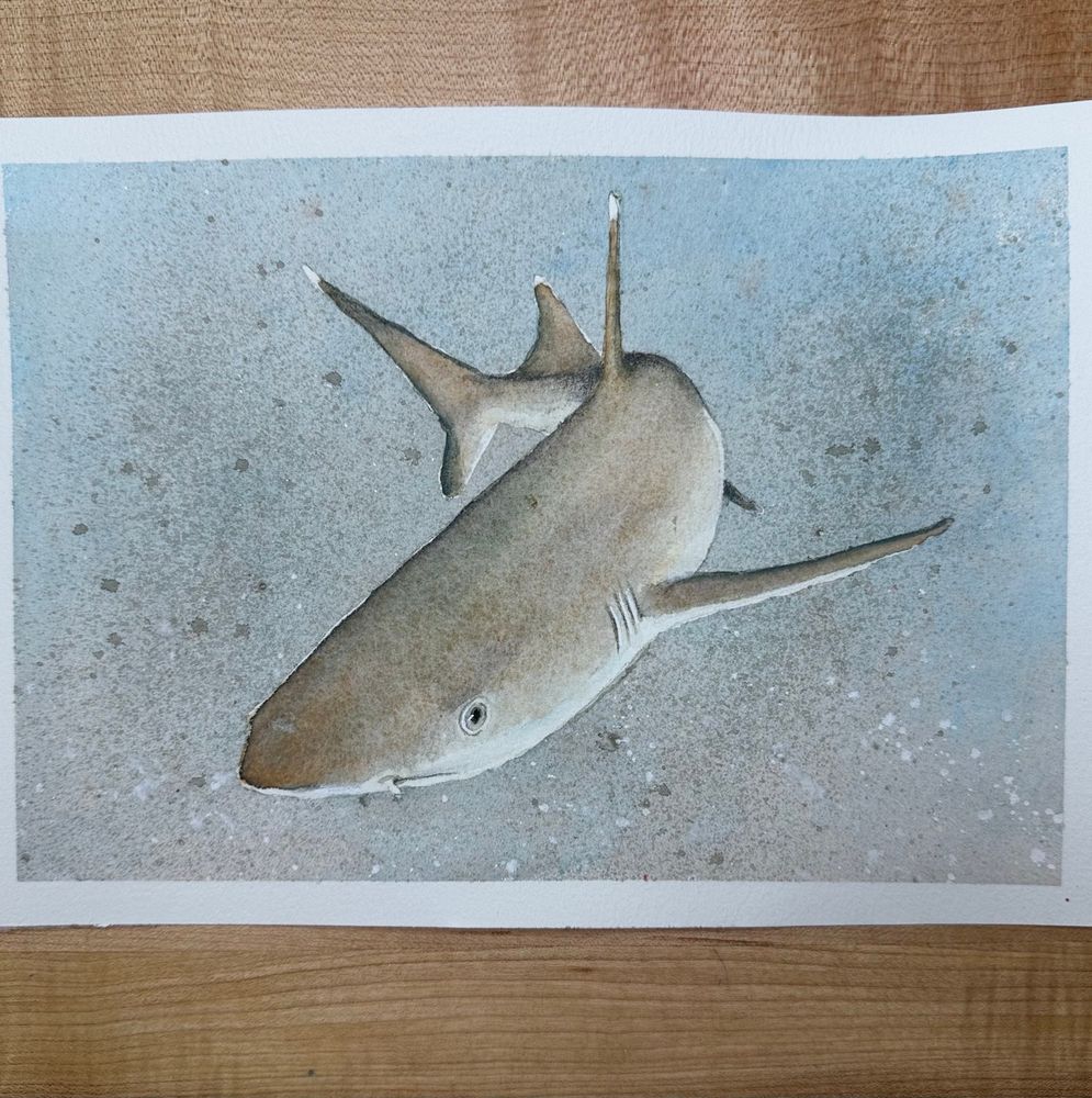 Painting of a whitetip reef shark, Triaenodon obesus