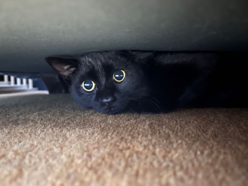 ソファの下に隠れて目をまんまるにする黒猫勘兵衛