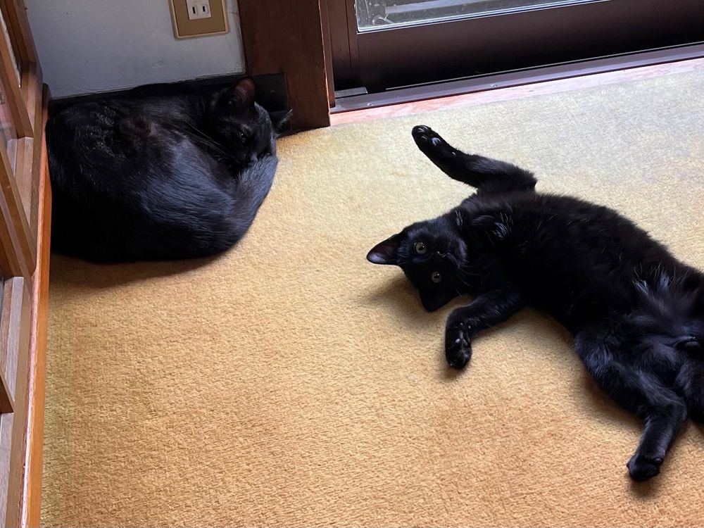 左の黒猫　福豆さん
右の黒猫　勘兵衛さん