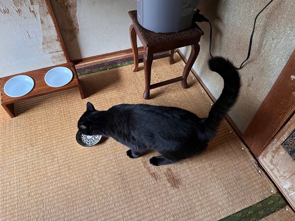 猫部屋の古い畳の上にちゅ〜るの小皿と福豆さん