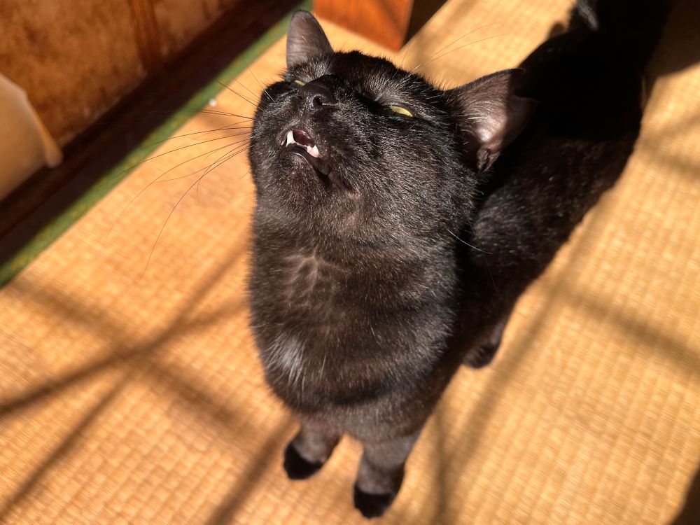 明るい日差しを仰ぎ見る黒猫福豆さん