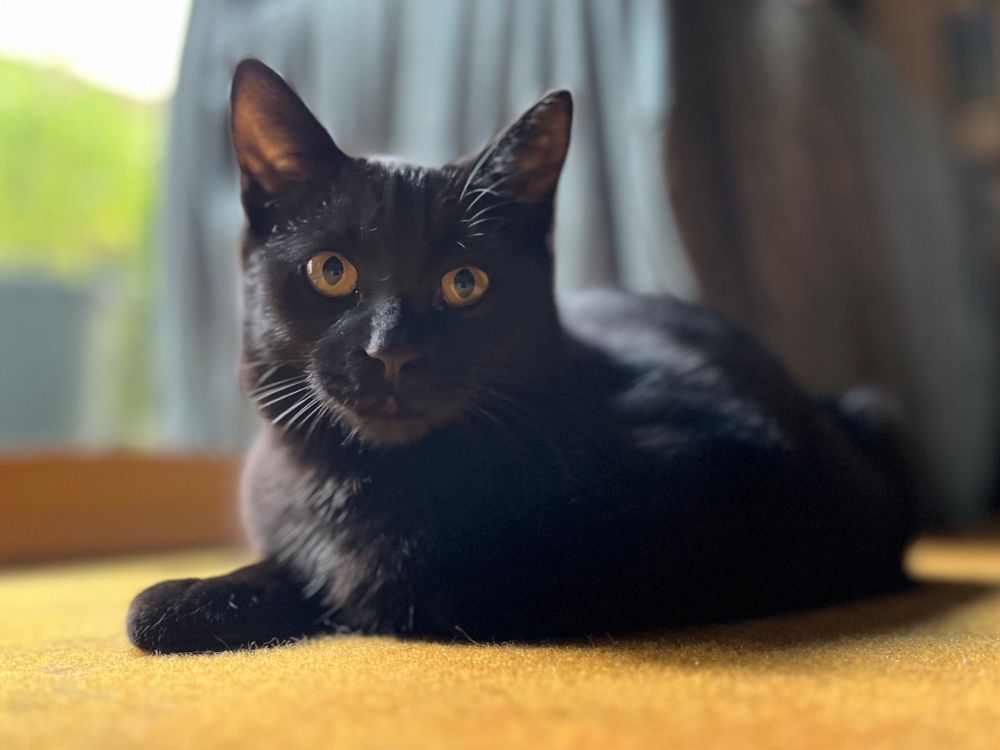 真顔の勘兵衛くん