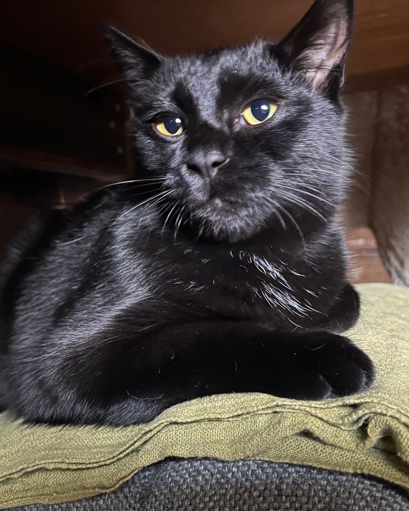 カメラ目線で濃いめの顔をキメる黒猫勘兵衛くん　その1