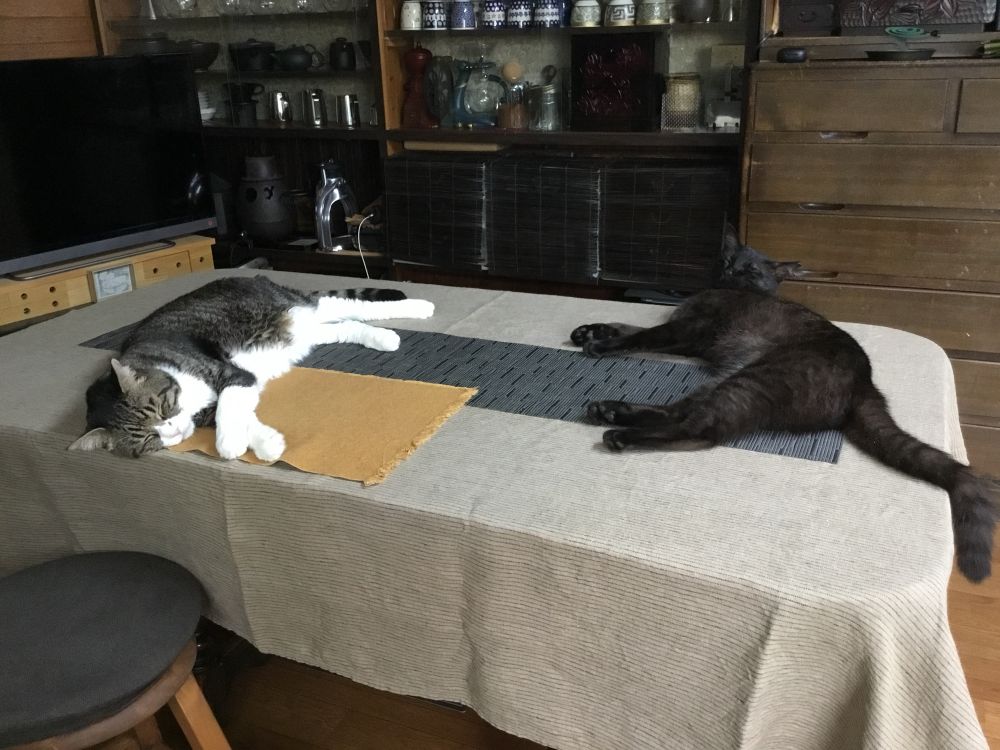 食卓の上で長くなってぐっすり寝ている猫2匹