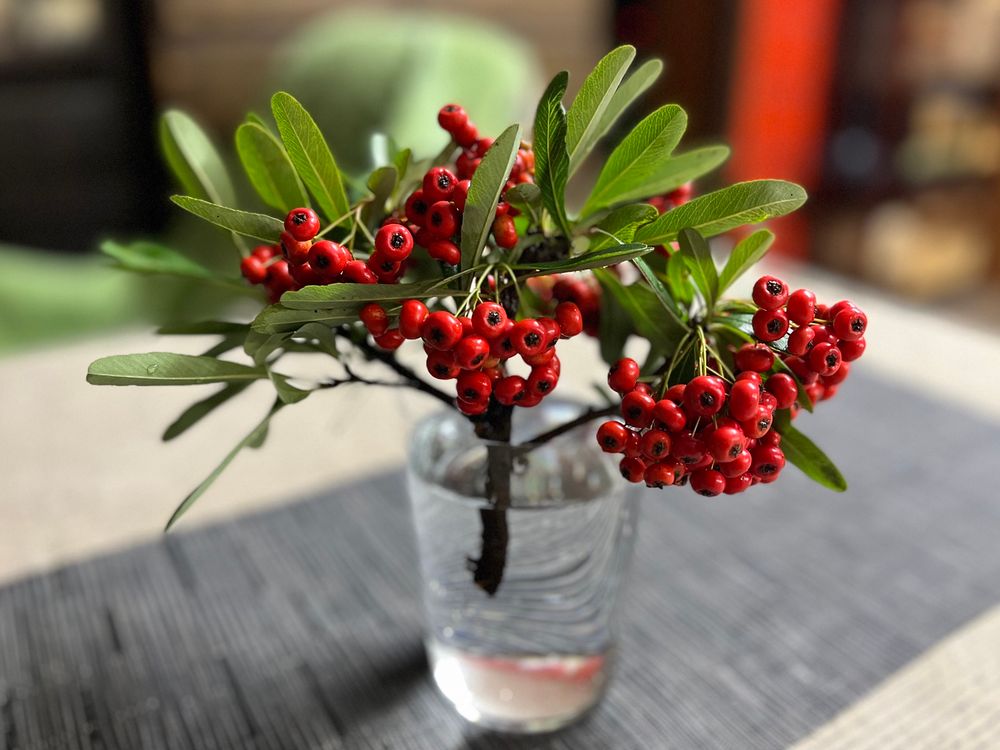 ガラスのコップに挿したピラカンサひと枝と、たわわな丸い実。