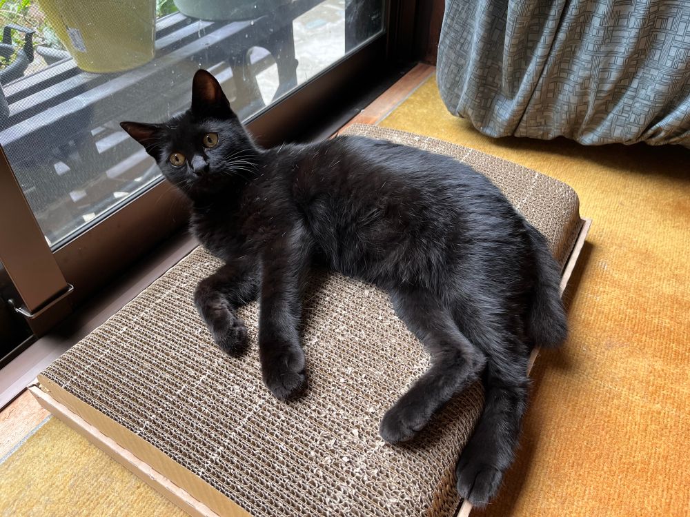 爪研ぎボードの上でのびのび寛ぐ黒猫勘兵衛