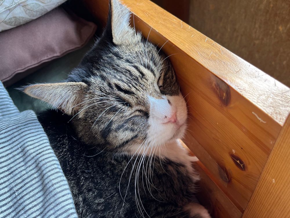 同じベッドの端っこでオフトォンかぶってうたた寝の雉白くまごろうさん