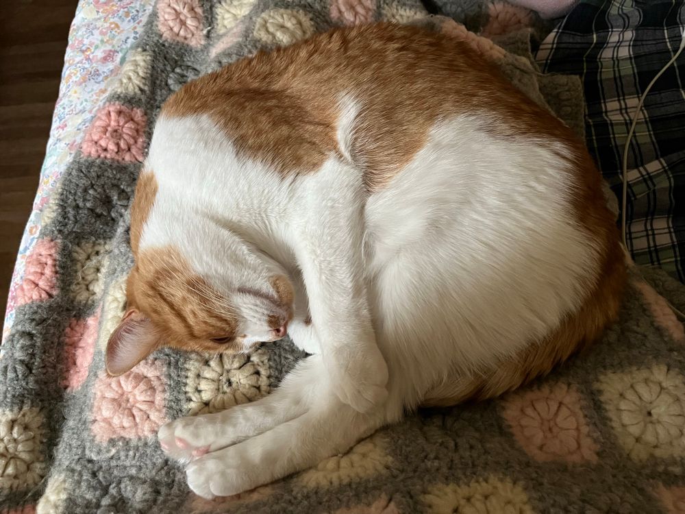 Orange and white cat curled up on a grey, cream, and pink afghan. 