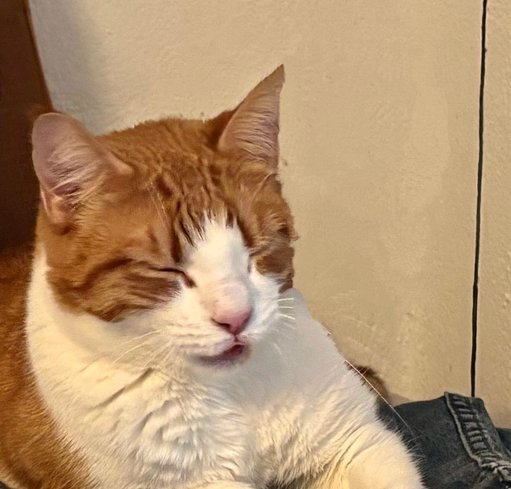 A large orange and white cat is asleep with his tongue out