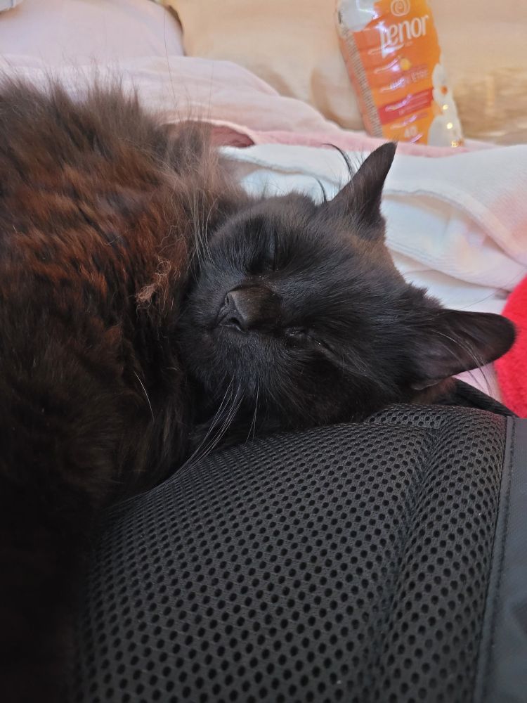 Un chat noir à poils longs beaucoup trop mignon dort sur un sac. 