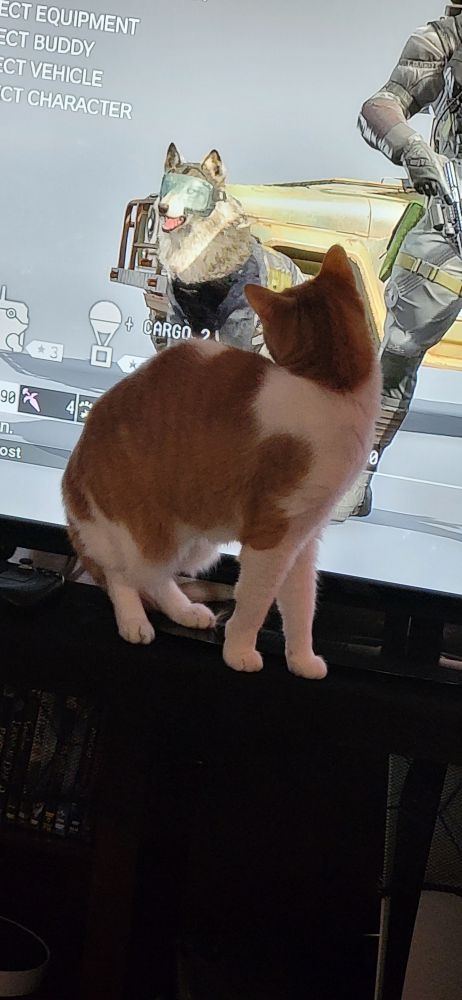 My cat Kody admiring D-Dog