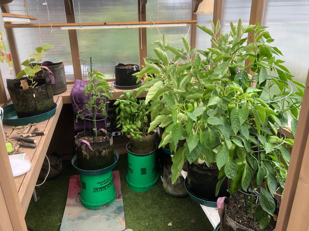 Green house transforming to fall inside with Eggplants, Pepper Plant, Cucumber Plant, Tomato Plant and Spinach seedlings.