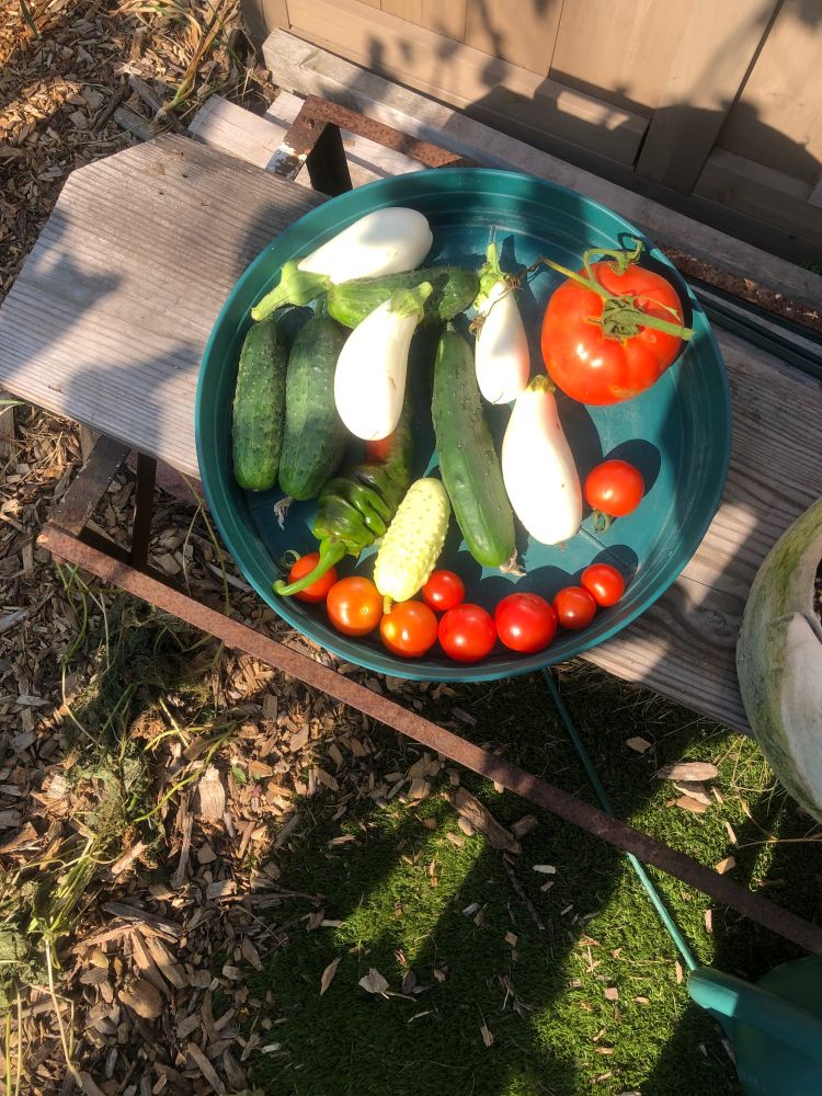 Garden harvest August 7th 2025. Tomatoes, eggplant and cucumbers