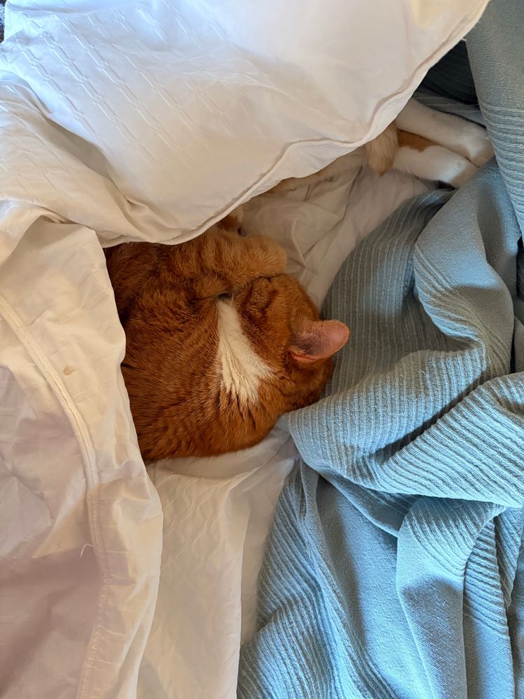 Orange and white tabby has himself nestled in the white down comforter for a long time, cozy nap