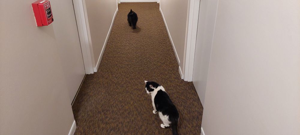 A black and white cat and a more timid black cat have decided the condo hallway is the area's hottest nightspot