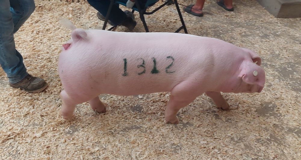 A pink pig with an auction number "1312" written on its sides is led through a barn 