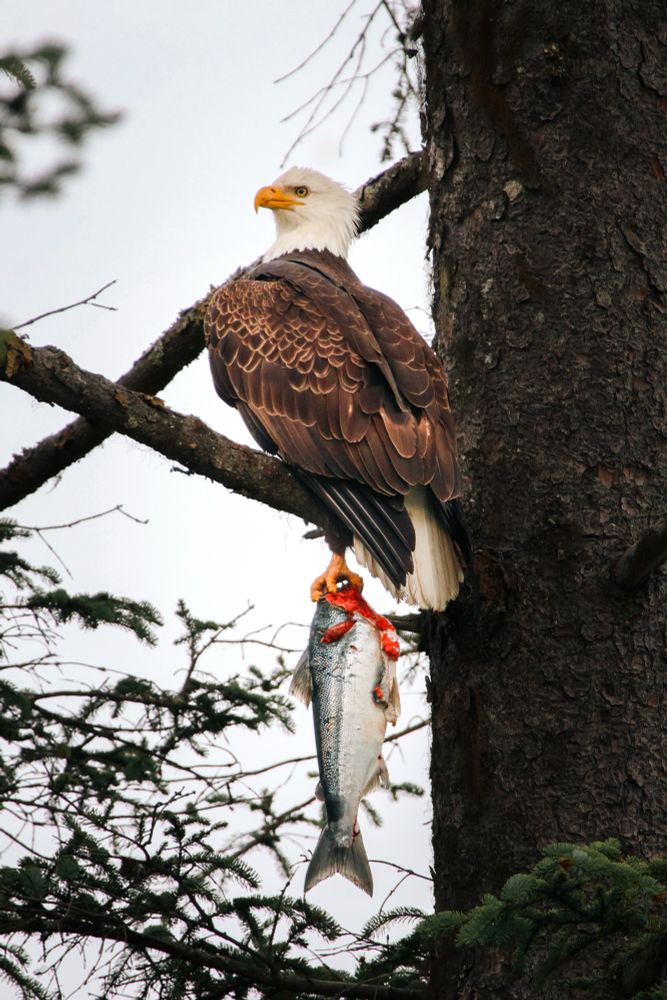 A bald eagle perches on a tree with a fish in its talons 
