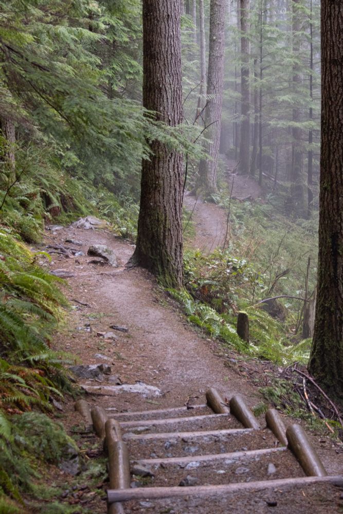 A winding nature path heads down a misty forest 