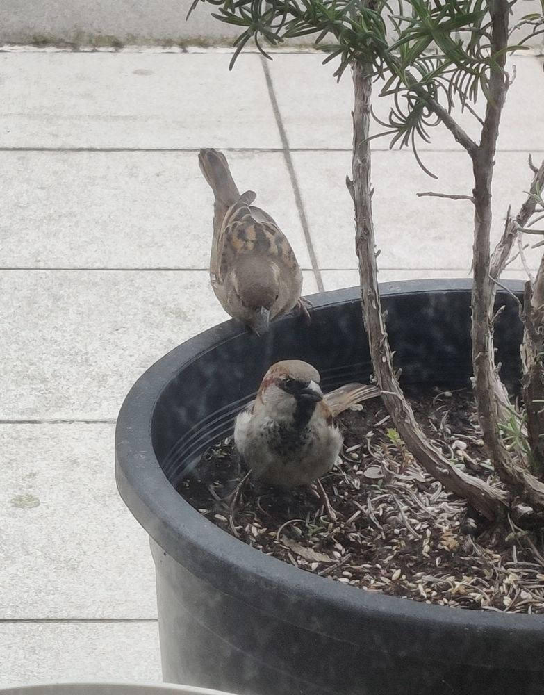 Dos gorriones en una maceta.