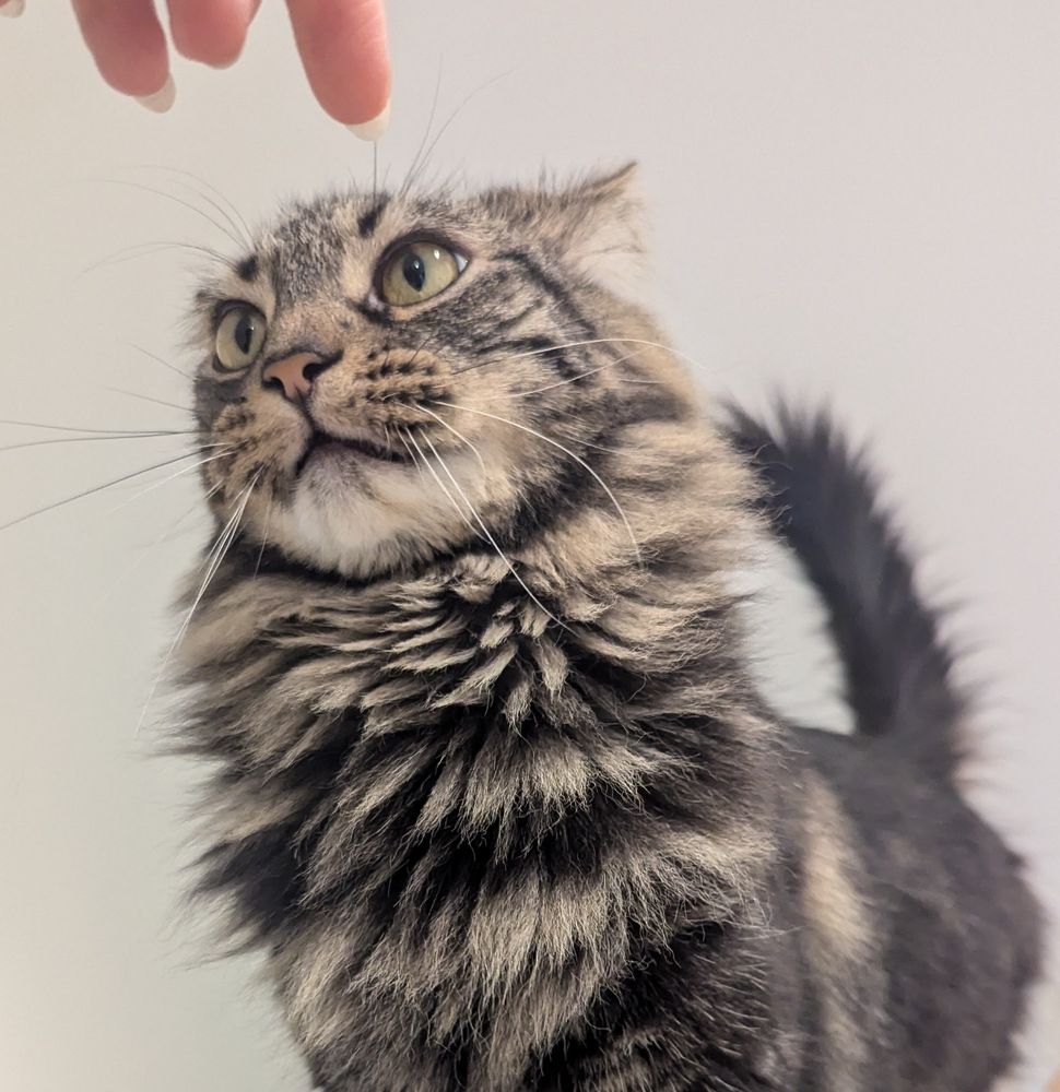 Angry little Norwegian forest cat with angry eyebrows >:(