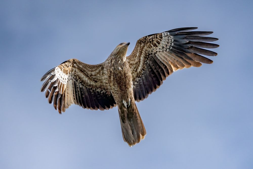 A whistling kite, a type of bird of prey, flying directly over me