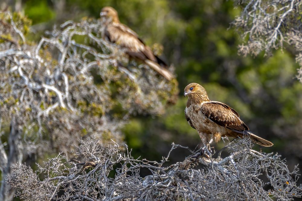 A whistling kite, a type of bird of prey, sitting on a dead looking tree.