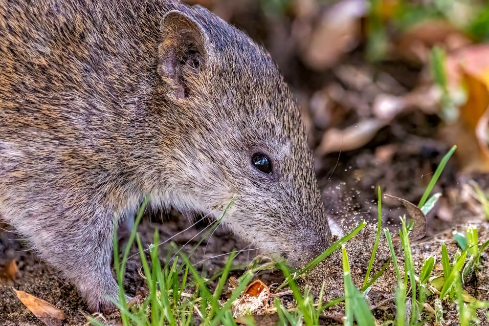 A southwestern brown bandicoot / quenda. A native Australian species that is usually nocturnal and quite shy / skittish.