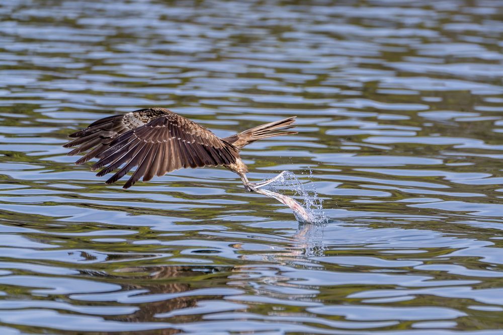 A whistling kite, a type of bird of prey, fishing