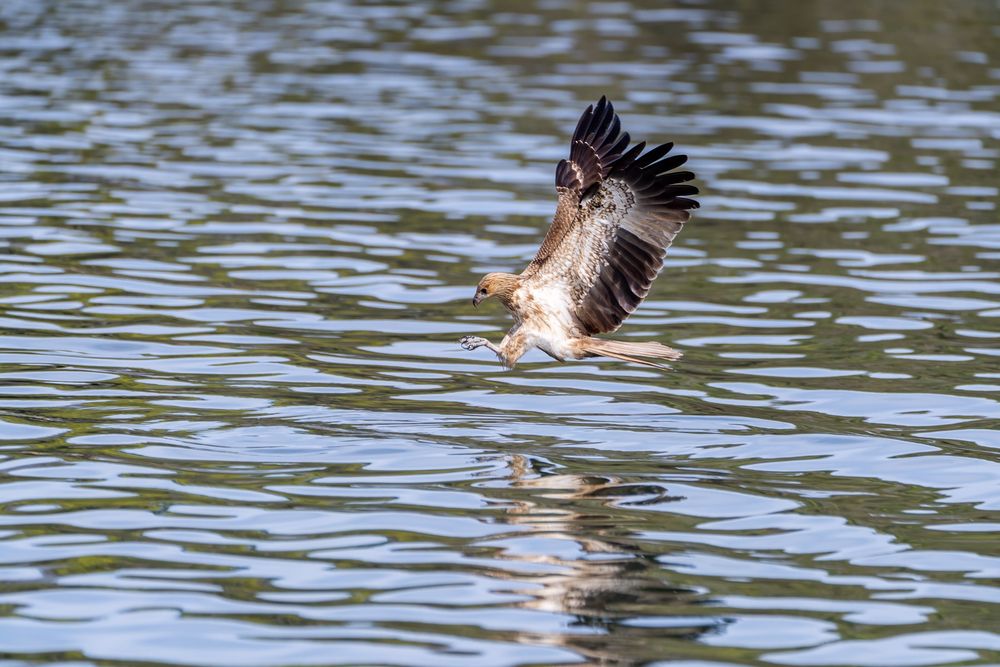 A whistling kite, a type of bird of prey, fishing