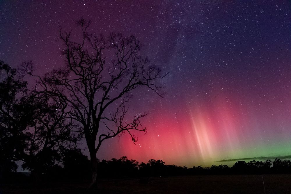 Aurora Australis in the night sky with a tree.