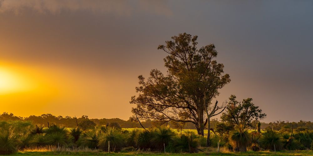 sunrise glowing over the trees