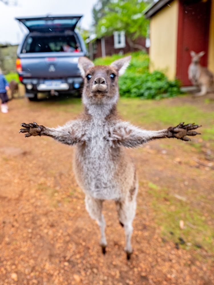 A small joey (kangaroo) photographed mid-leap with its arms stretched open.