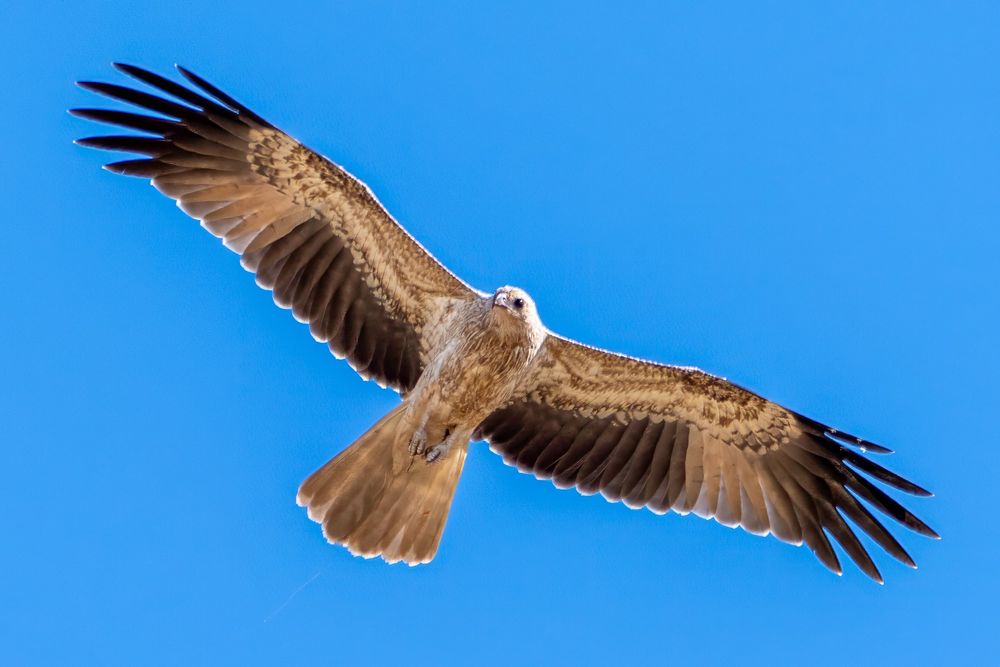 A Whistling Kite (Haliastur sphenurus) launching into flight from our farm in Acton Park, Western Australia. These medium-sized raptors are named for their distinctive, high-pitched whistling call that often echoes over wetlands, rivers, and open country.

Whistling Kites are opportunistic hunters and scavengers, feeding on small mammals, birds, reptiles, and carrion. They’re also known for their skilful soaring, effortlessly riding thermals as they scan for food.