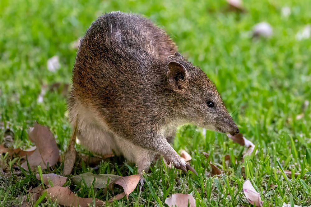 A southwestern brown bandicoot / quenda. A native Australian species that is usually nocturnal and quite shy / skittish.