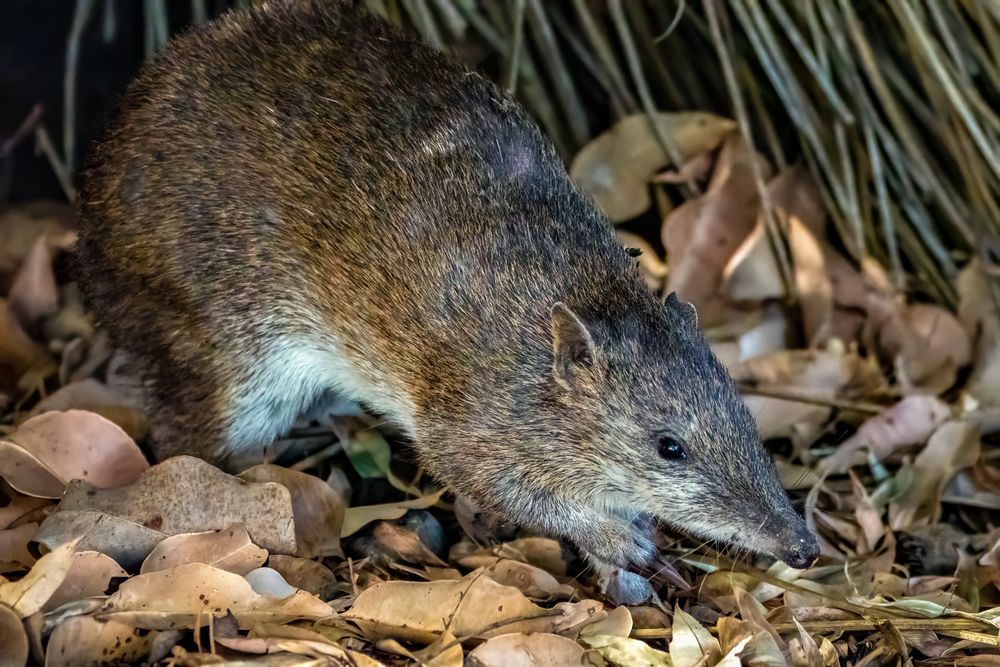 A southwestern brown bandicoot / quenda. A native Australian species that is usually nocturnal and quite shy / skittish.