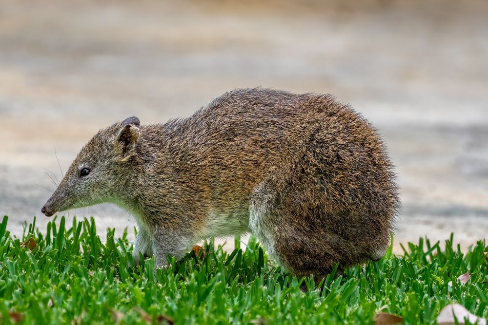 A southwestern brown bandicoot / quenda. A native Australian species that is usually nocturnal and quite shy / skittish.