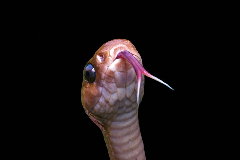 Macro photo of a snake flicking its tongue