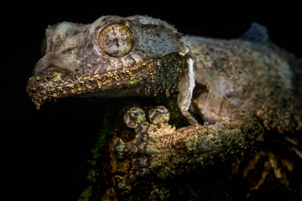 A Mossy Leaf-tail Gecko with partially shed skin, resembling a ghost