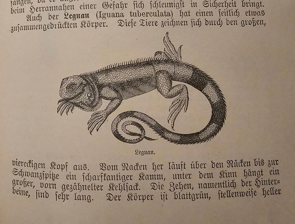 Printed old drawing of a green iguana