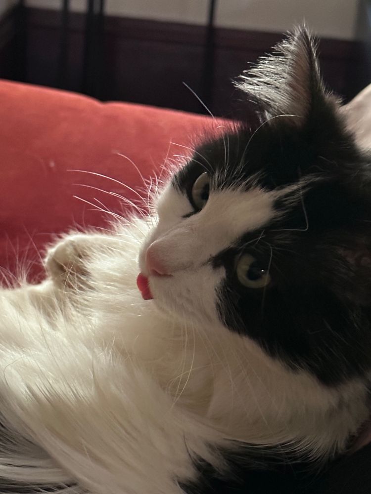 the cutest kitty in the world with her tongue sticking out