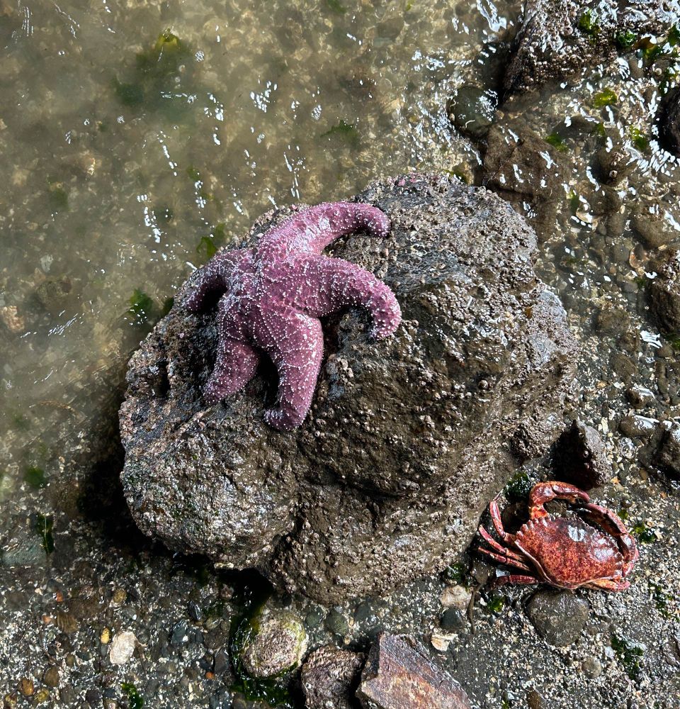 Owen Beach, low tide, Tacoma, WA