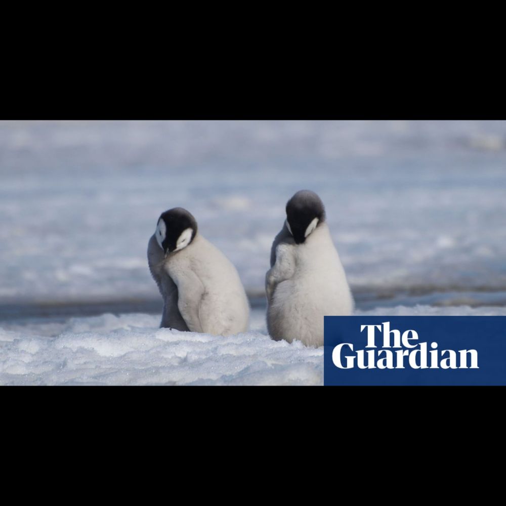 Emperor penguins: thousands of chicks in Antarctica die due to record-low sea ice levels