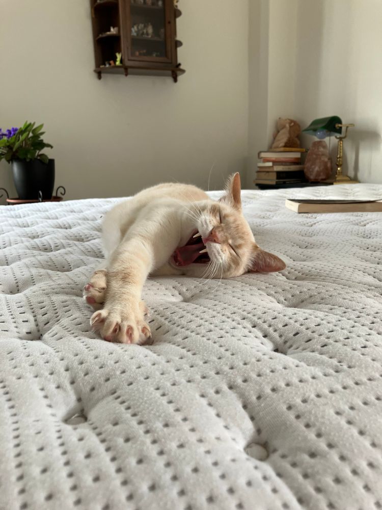 The same cat yawning on the mattress 