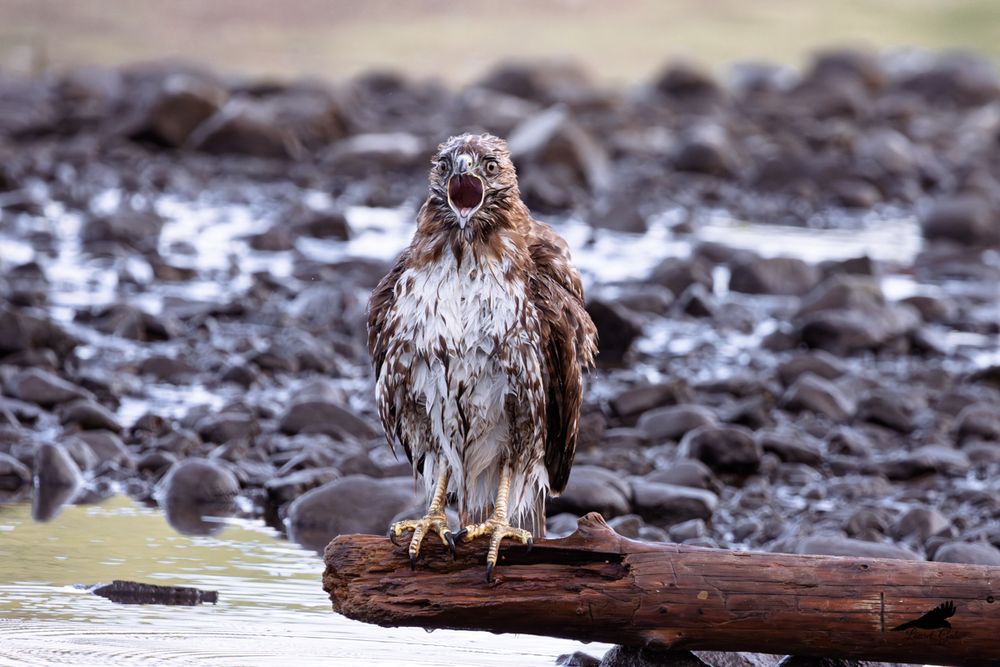 A photo of a red-tailed hawk perched on drift wood by the river. The hawk is wet from a recent bath, and its beak is wide open. 