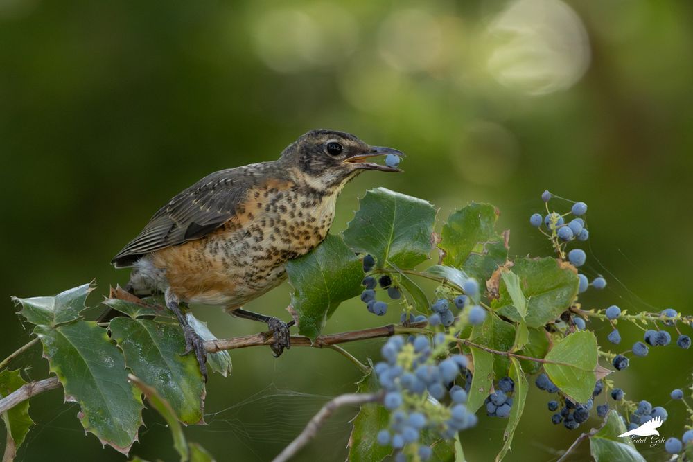 A photo of a robin with a spotted orange breast, perched on a leaf by some berries, with one berry in its beak. 